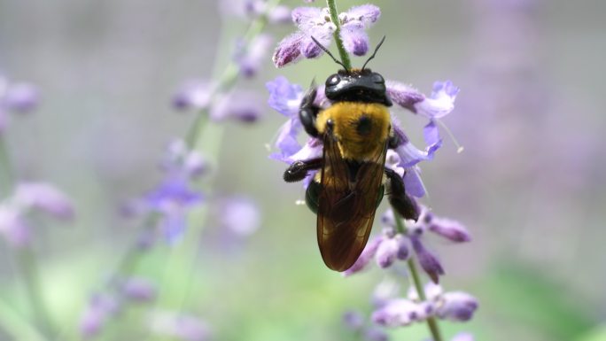 蜜蜂采集紫鼠尾草花粉