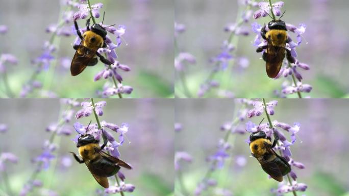蜜蜂采集紫鼠尾草花粉