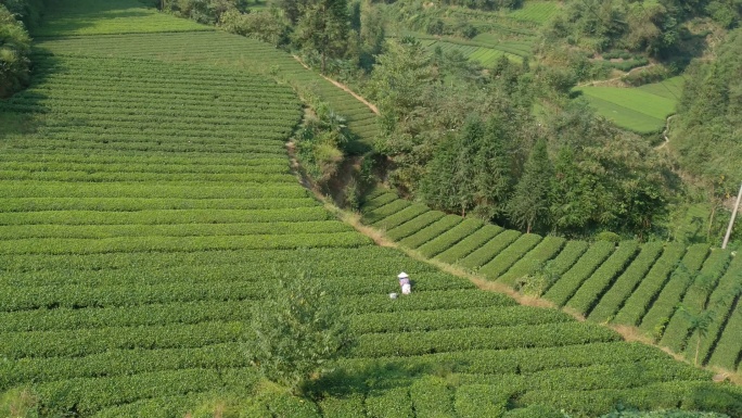 茶山茶园茶叶茶田4K实拍视频