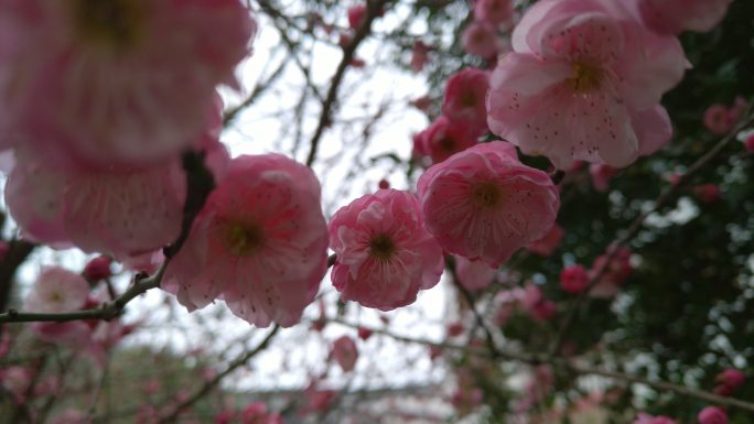 梅花枝梅花盛开腊月腊梅花卉特写