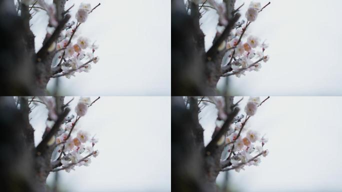 下雪天绽放的腊梅盆景