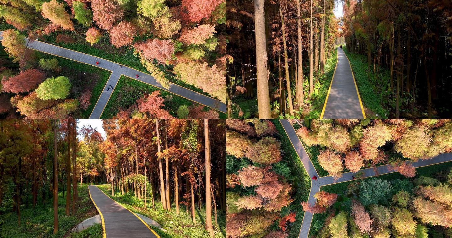 高清航拍秋天秋色红叶彩林环境人像唯美风景