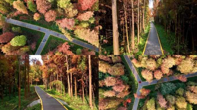 高清航拍秋天秋色红叶彩林环境人像唯美风景