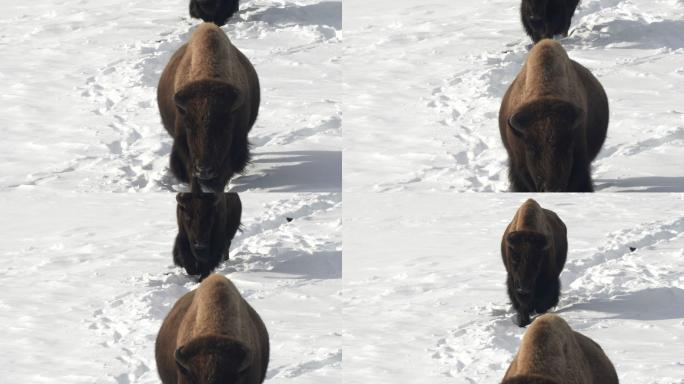 雪地里行走的野牛野生动物世界国家保护大自