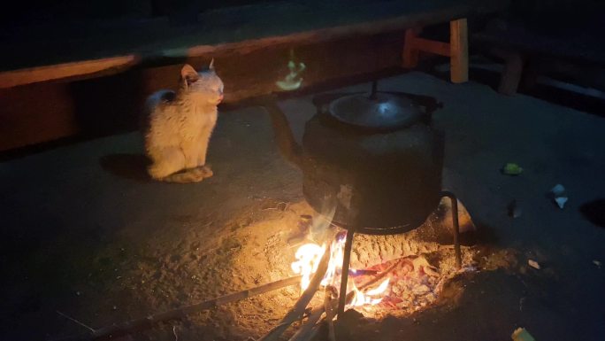 农村猫惬意烤火 陪伴主人一起柴火烧水取暖