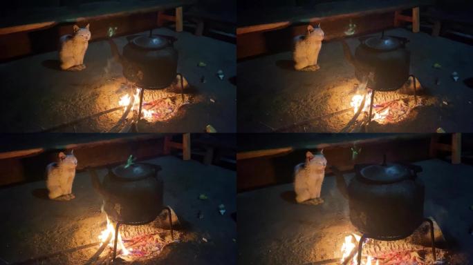 农村猫惬意烤火 陪伴主人一起柴火烧水取暖