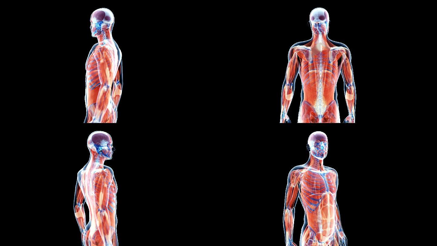人体肌肉系统延时展示意模型结构透视医学