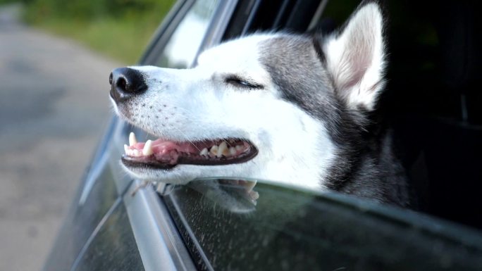 一只哈士奇犬从行驶中的车窗向外张望的特写