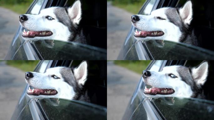 一只哈士奇犬从行驶中的车窗向外张望的特写