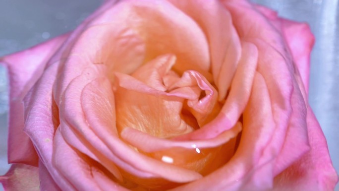 水中的粉色玫瑰