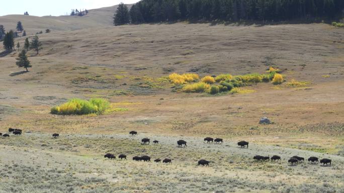 在山谷野牛群经过白杨树的远景