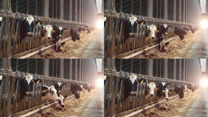 奶牛在谷仓里吃干草。