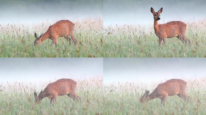清晨，狍子在薄雾弥漫的草地上觅食四处张望
