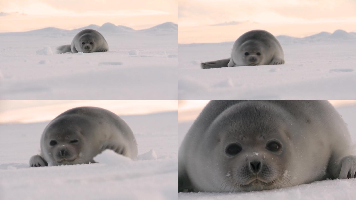 冰上的小海豹北极南极洲寒冷