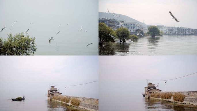 云南大理洱海红嘴鸥渔船抽水码头