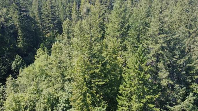 云杉林的俯视图4K超清航拍原生态青山绿地