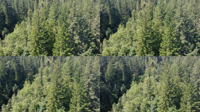 云杉林的俯视图4K超清航拍原生态青山绿地