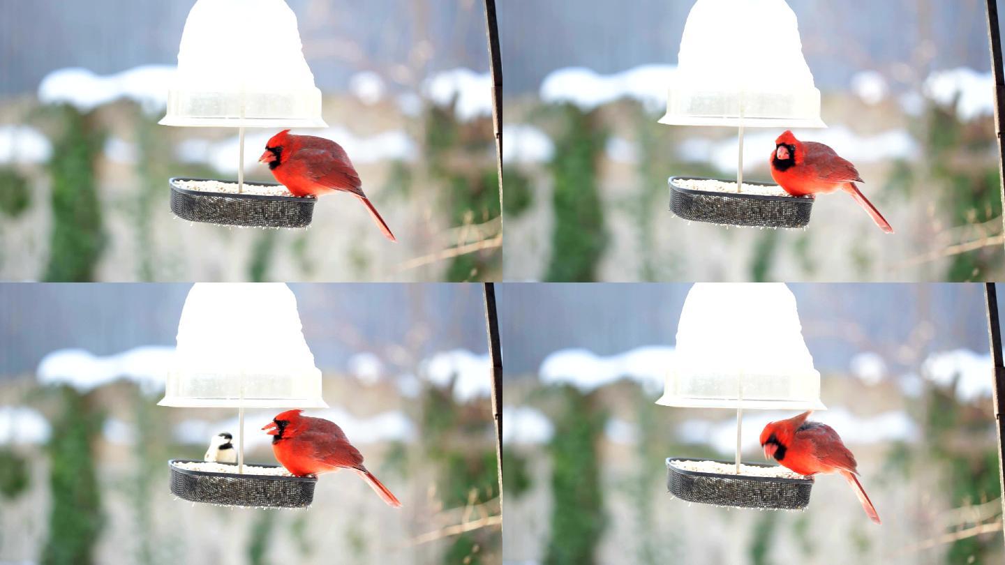 冬季喂鸟场的红雀实拍
