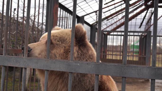 棕熊被关在动物园的笼子里