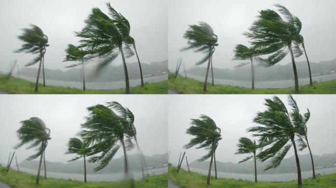 大雨和大风下的棕榈树。