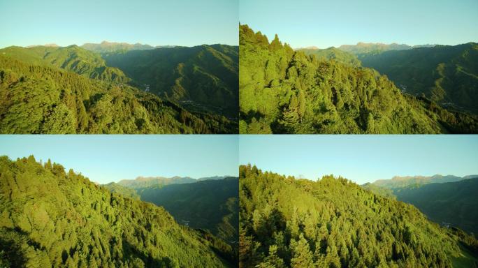 清晨曙光覆盖森林山林4K航拍