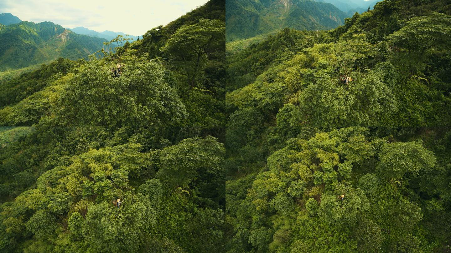 山区航拍4K采茶工人茶树上采茶