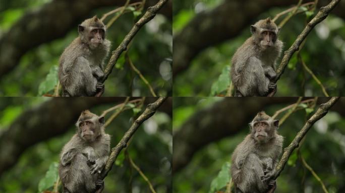 热带森林中的猴子