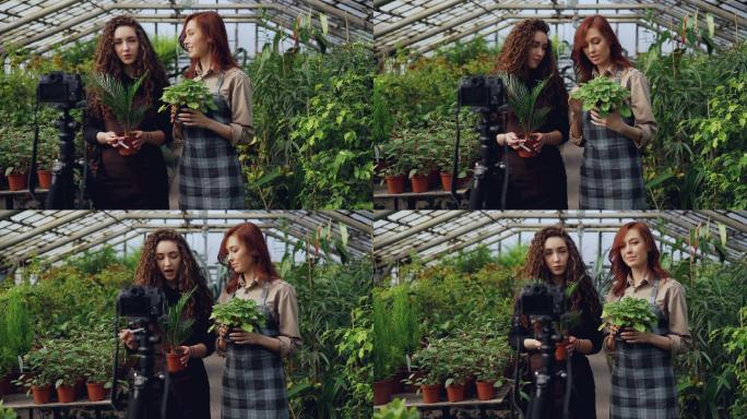 花卉女博客科普讲解大棚种植盆栽绿植