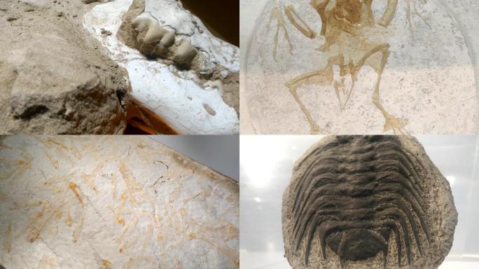 远古动物生物化石