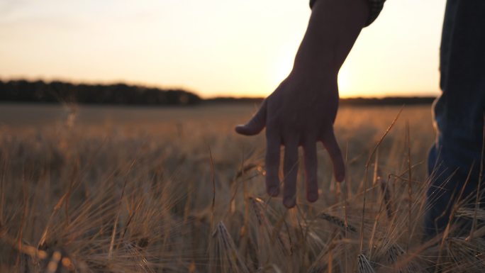 年轻的农民穿过麦田，用手抚摸着金色的麦穗