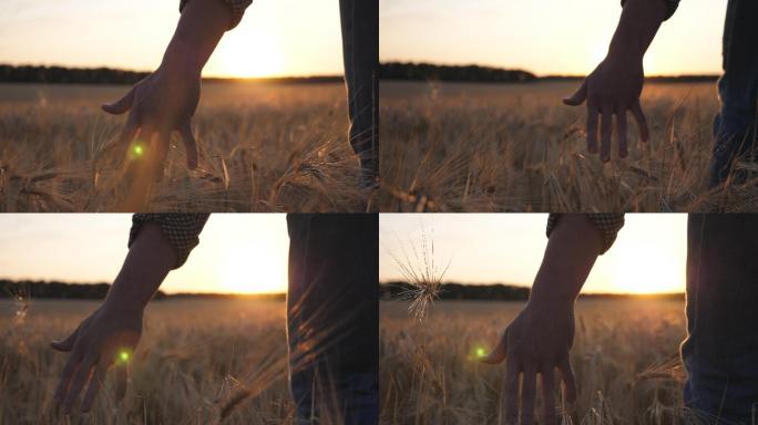 年轻的农民穿过麦田，用手抚摸着金色的麦穗