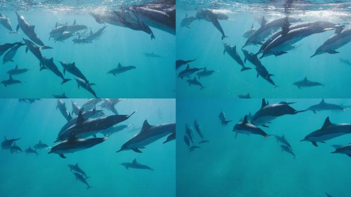 一群海豚在蓝色的海洋里一起游泳