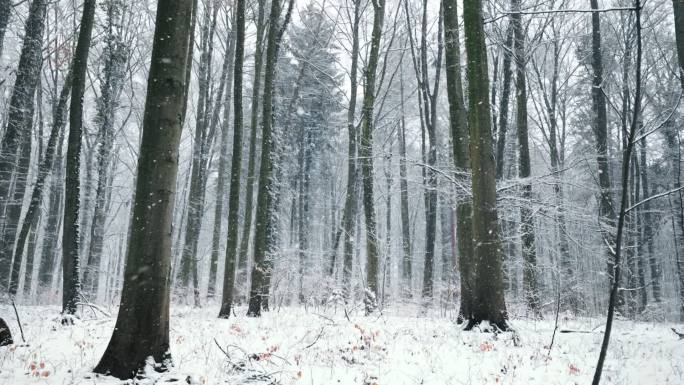 雪轻轻地落在森林里