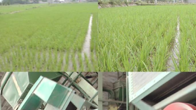 2000年新都县优质稻试验基地