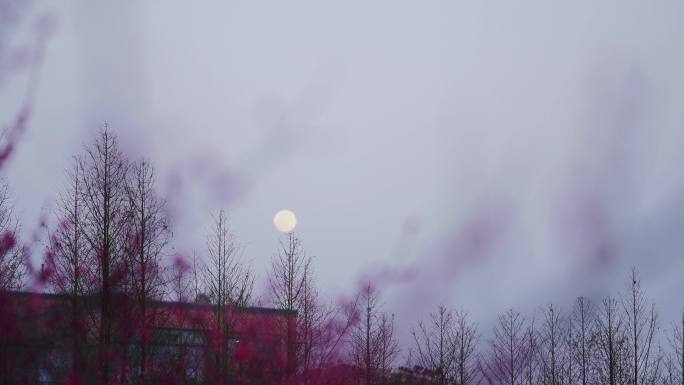 梅花林升起的月亮