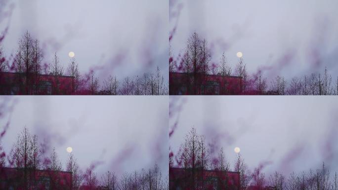 梅花林升起的月亮
