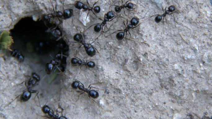 土壤上的蚂蚁