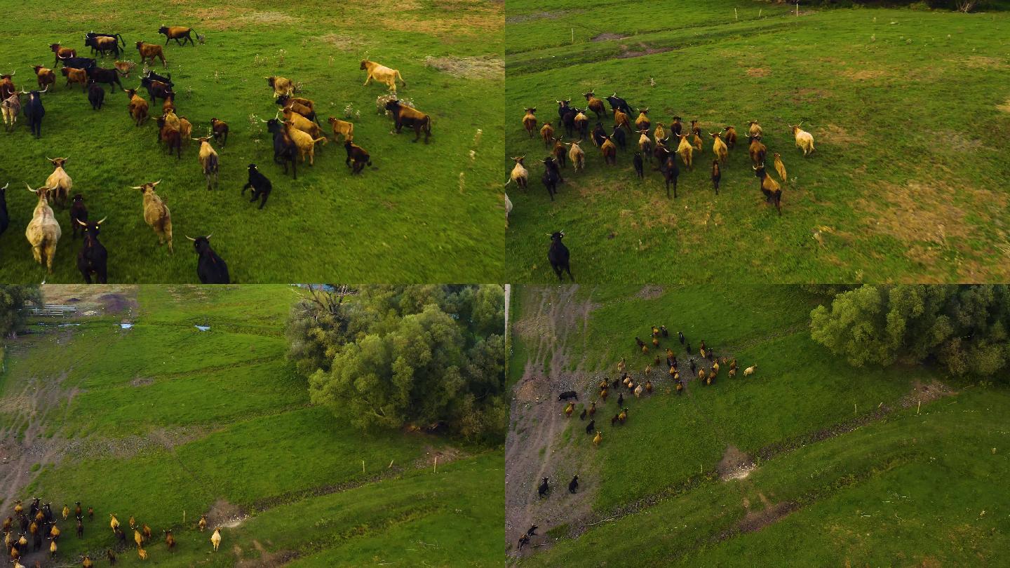 长角牛在草地上奔跑的鸟瞰图
