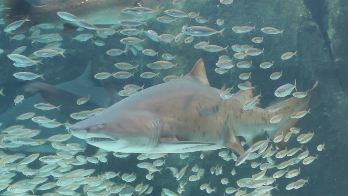 齿鲨水族馆世界鱼类