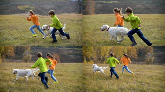 两个孩子在田里和金毛猎犬一起奔跑