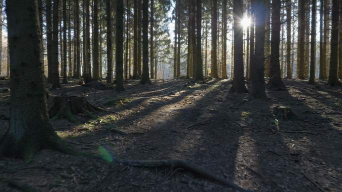 阳光穿过森林树林推镜桦树林笔直的树木