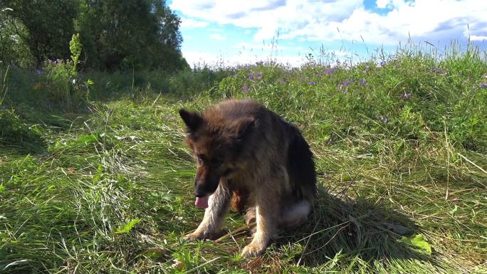 德国牧羊犬坐在草地上用爪子抓自己