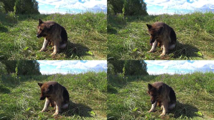 德国牧羊犬坐在草地上用爪子抓自己