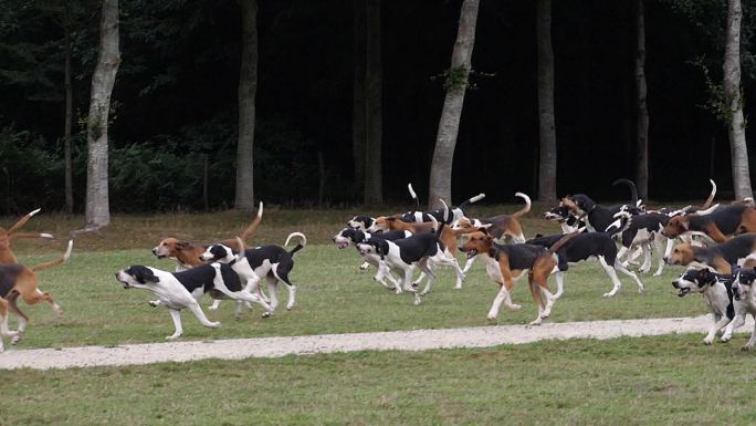 英法三色猎犬一群狗狗奔跑驯化训练猎犬素材