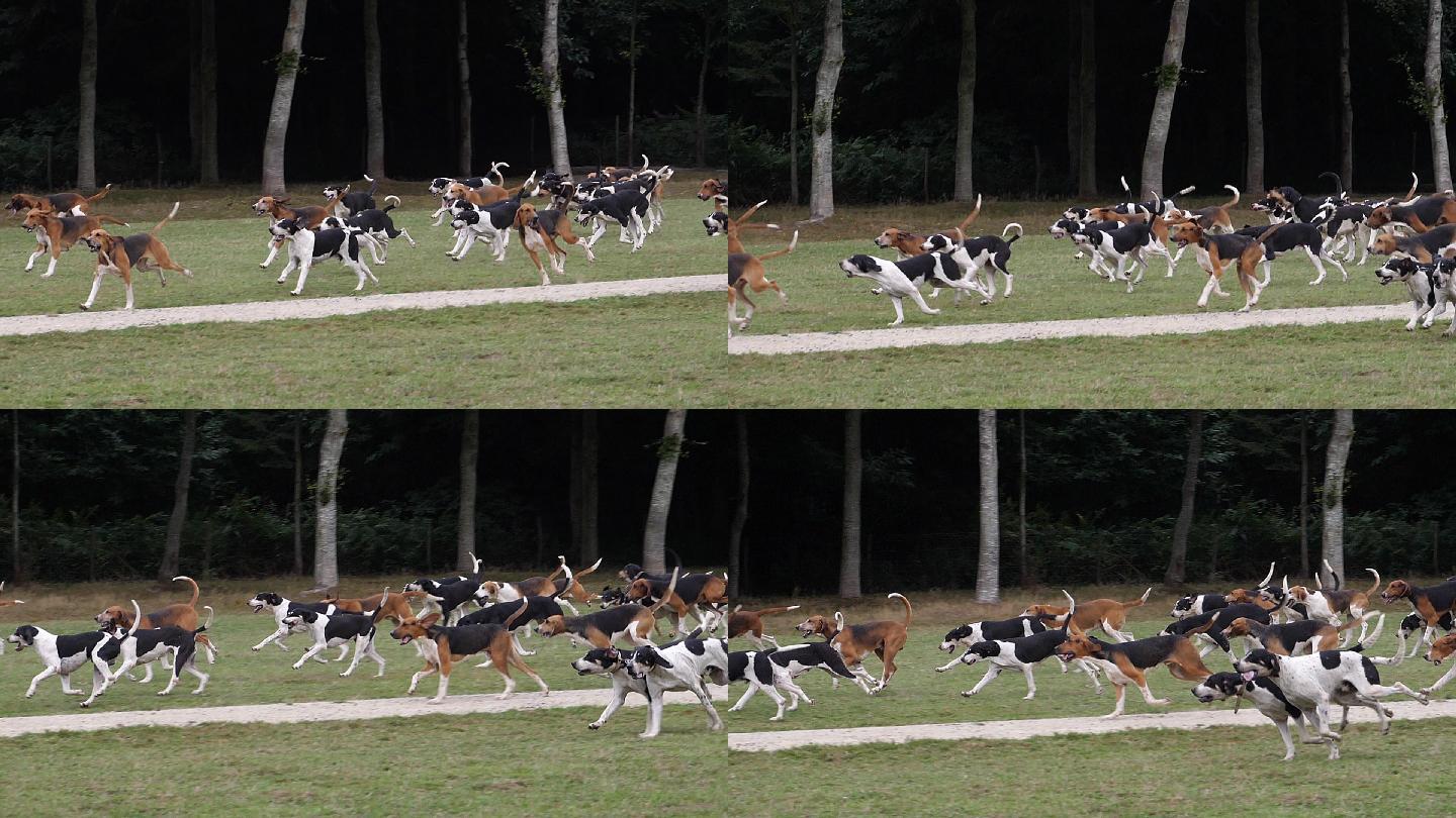 英法三色猎犬一群狗狗奔跑驯化训练猎犬素材