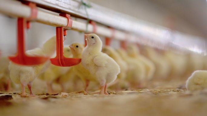 鸡工厂大型动物群体制造业工业