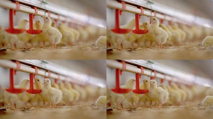 鸡工厂大型动物群体制造业工业