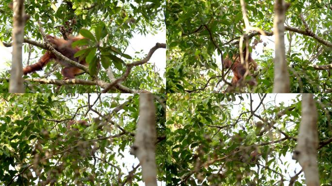 树上的猩猩红猩猩类人猿动物园