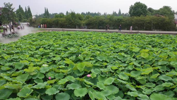 成都崇州桤泉荷花公园