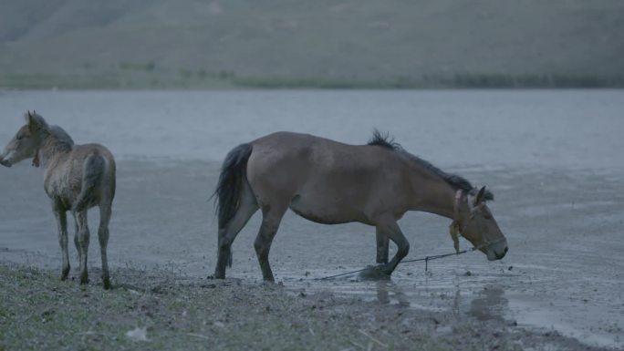 母马带马驹饮水